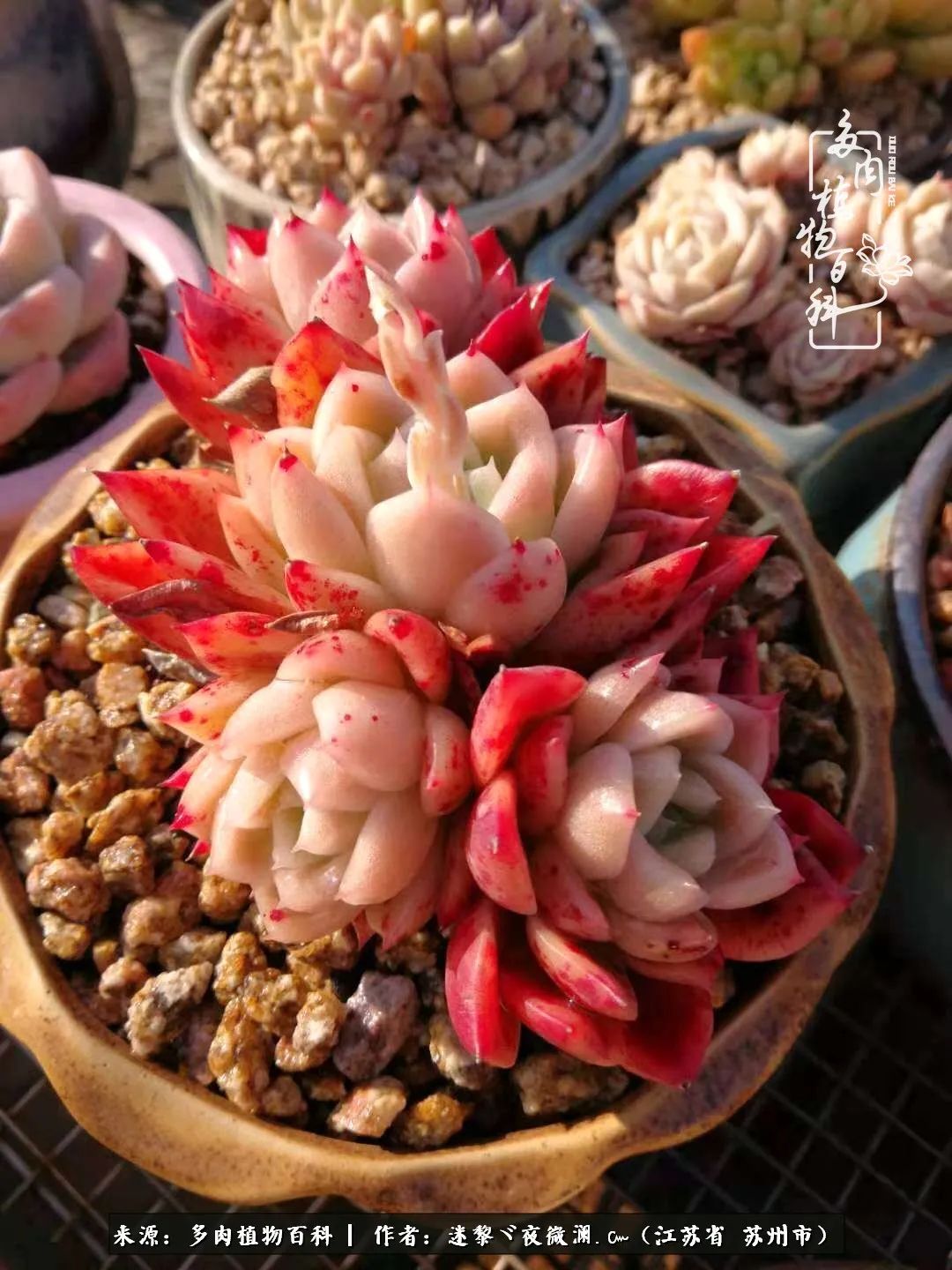 围观多肉版武林大会，一起穿越吧,下