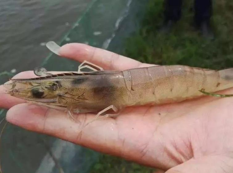 什么农药对对虾有害,对虾霉菌