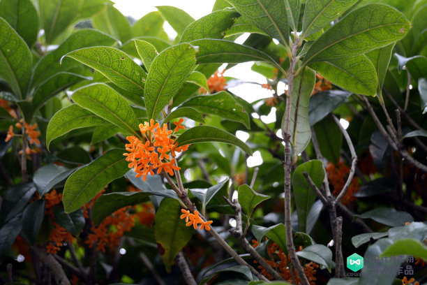 院子适合种的花和设计,庭院设计植物大全