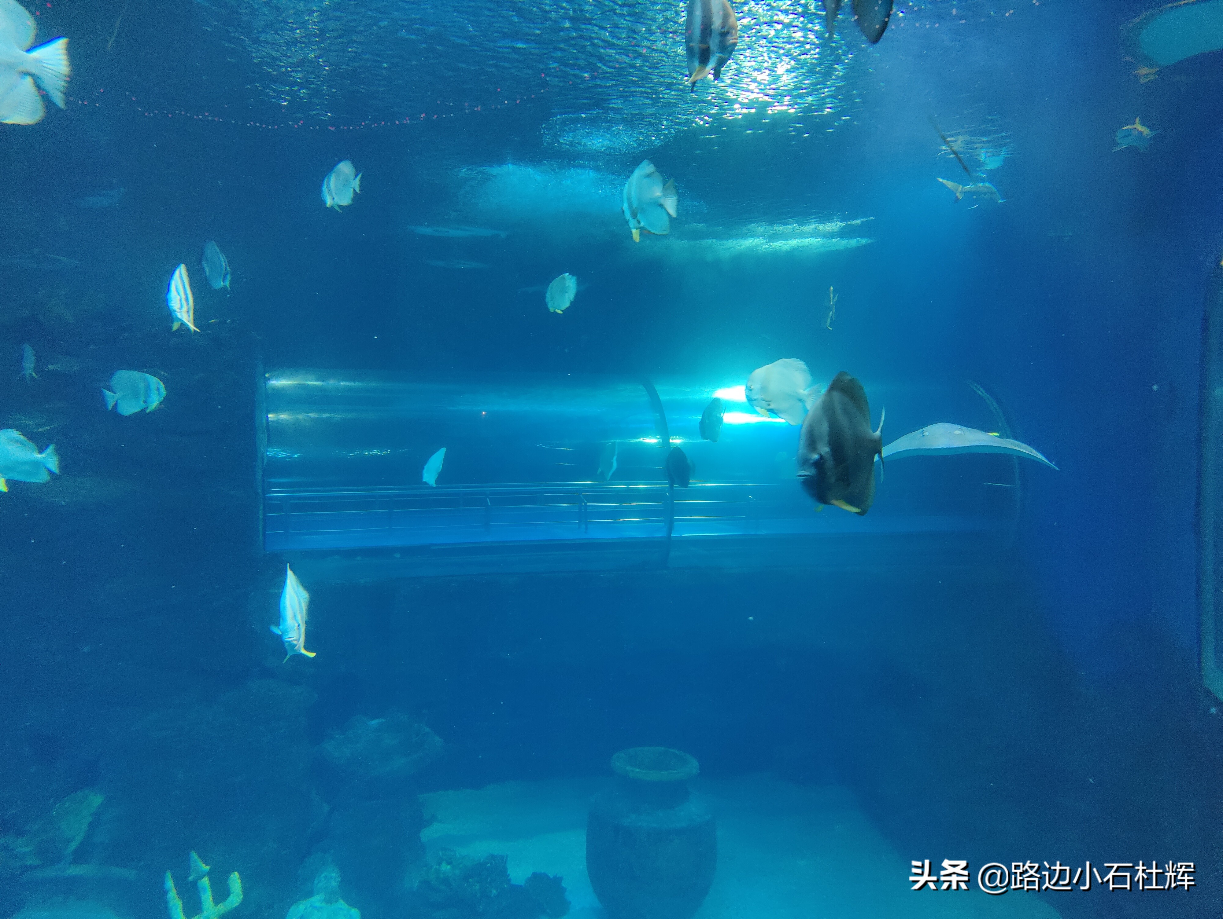 北京海洋馆游玩一览表,北京太平洋海洋馆海底世界