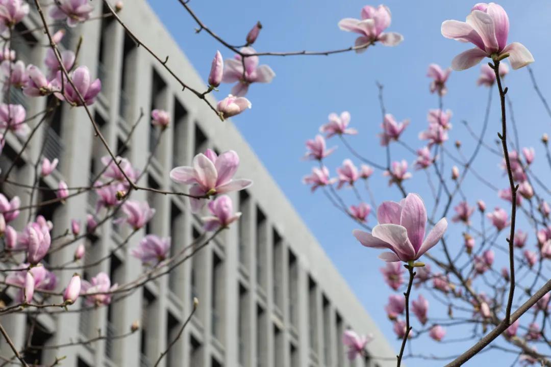 杭州美职学校风景,杭州美丽学校评选