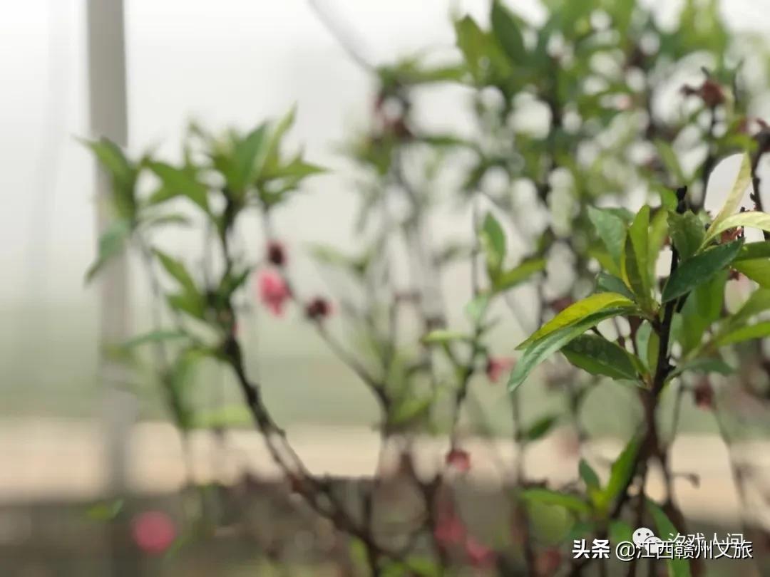 赣州亚马逊电商平台概念,赣州有亚马逊吗