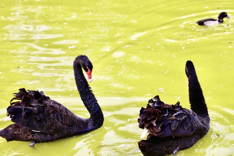 游玩万安山,洛阳万安山游玩攻略