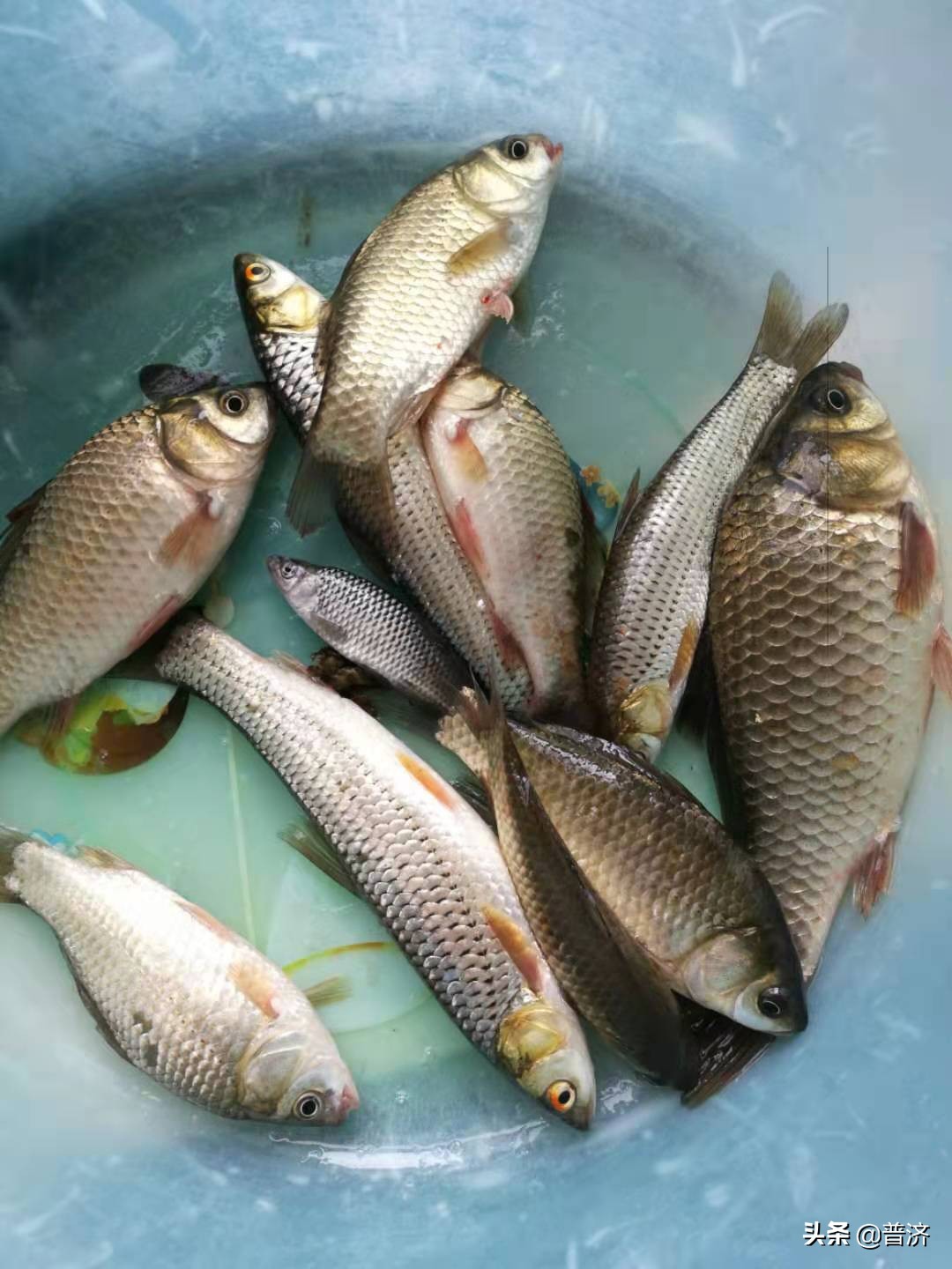 居家厨房挑战视频,鲫鱼处理全过程