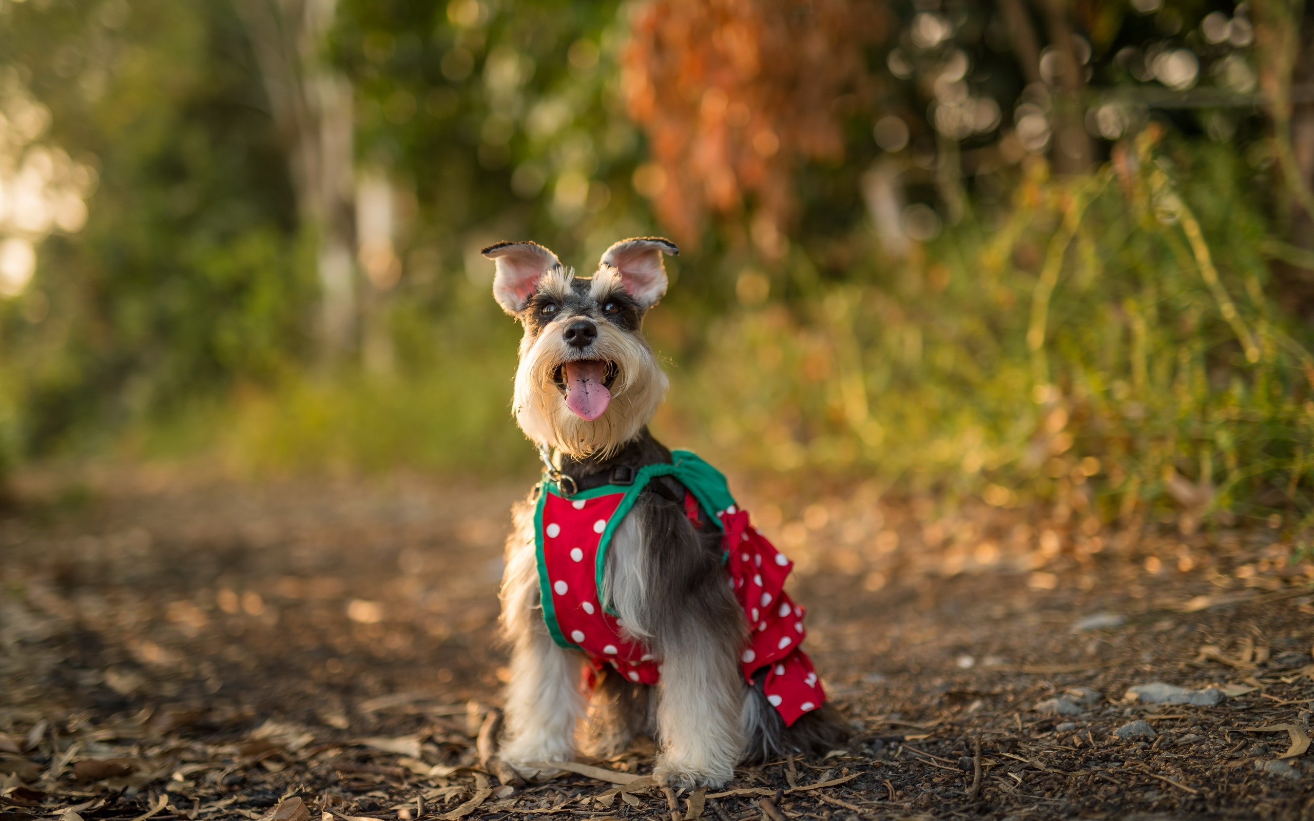 怎样养好狗养狗要注意什么,新手养狗狗该怎么养