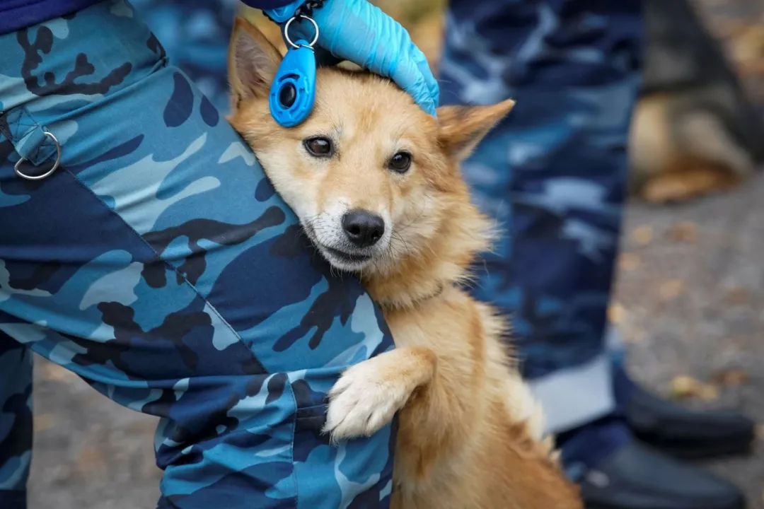 核酸检测太麻烦?10秒出结果的狗狗牌新冠探测器了解一下