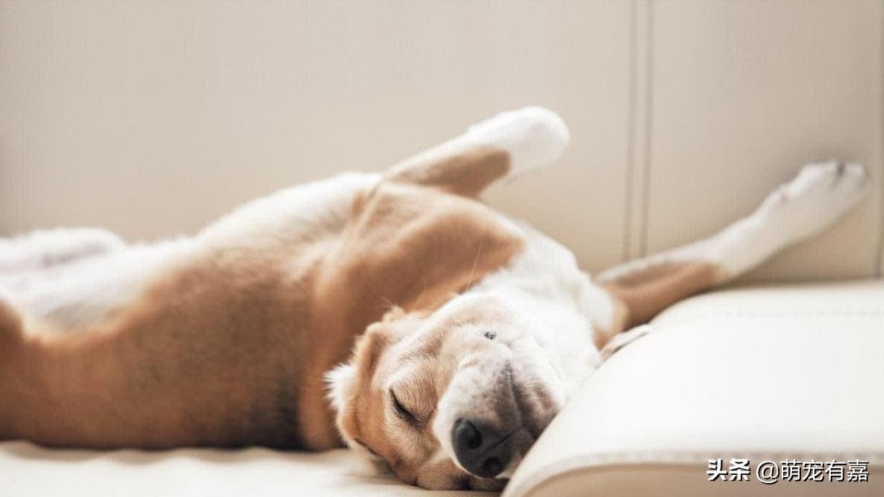 关于狗狗警惕性的冷知识,关于狗狗的十条冷知识