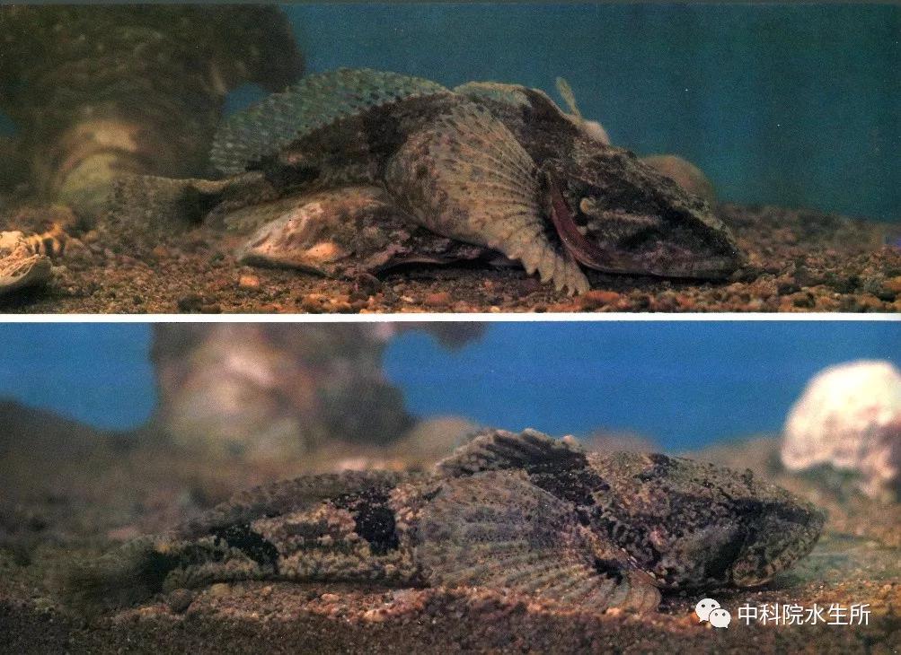 生活在长江的特有珍稀动物是什么,贴近长江的珍稀动物