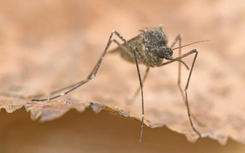 15种野生动物图片大全,15种稀有动物