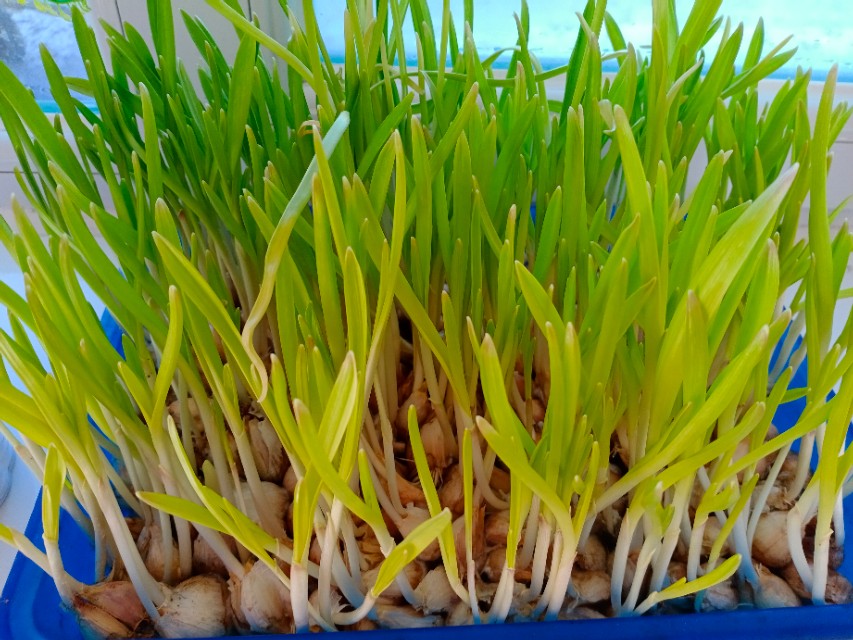 冠状病毒的解决方法,新冠病毒来了的正确措施是什么