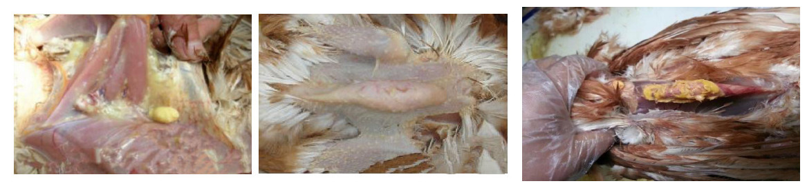 滑液囊支原体对鸡有危害吗,滑液囊支原体在鸡什么部位注射