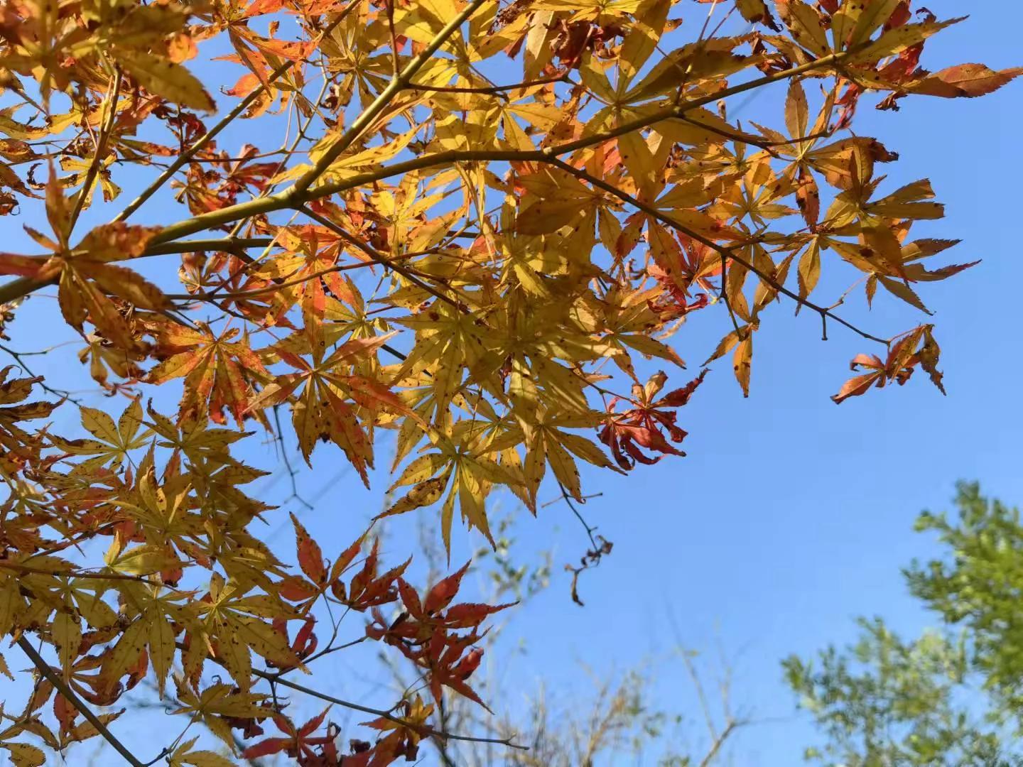 老公工作压力大需要喝什么,老公工作压力大每天都很烦