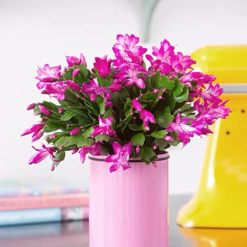 冬天一定要养的十种花,冬天养花养哪些植物好看