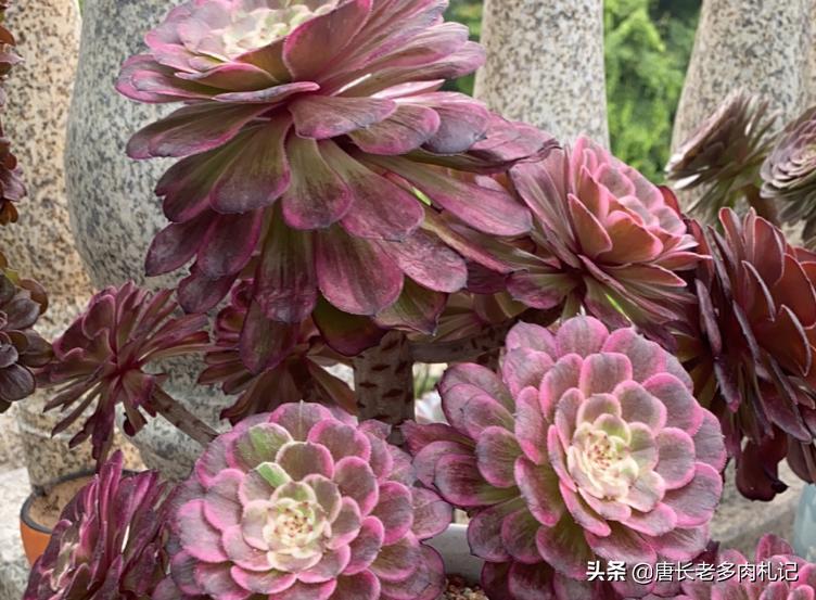 想让多肉长得好用什么药,想让多肉长大用什么土