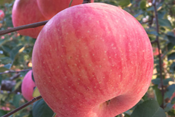 运城哪个县苹果好吃,运城苹果哪个县最好