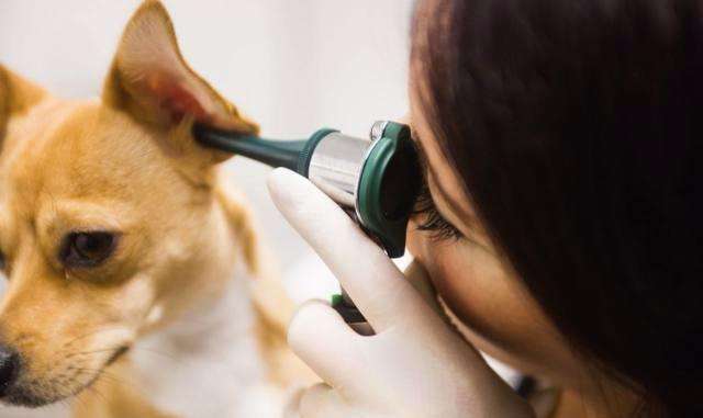 狗狗体味重用碘伏洗澡有用吗,狗狗体味对人的影响