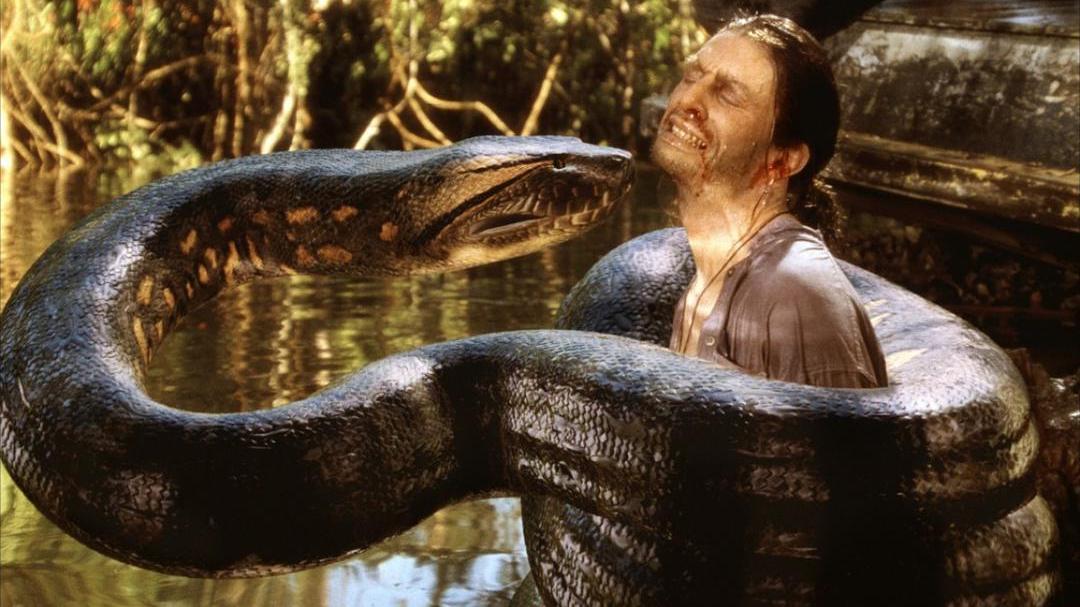 30公斤巨蟒进村吃200只鸡,巨蟒真实吞食野猪