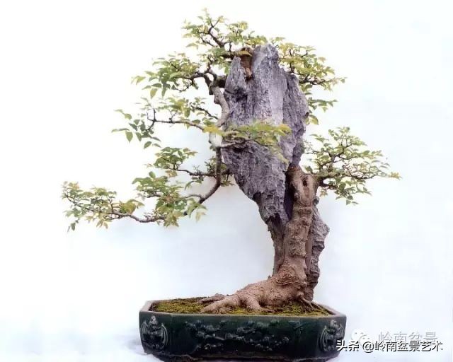 鎮礀缁濆閫㈢敓,鎮礀鐩嗘櫙澶у叏