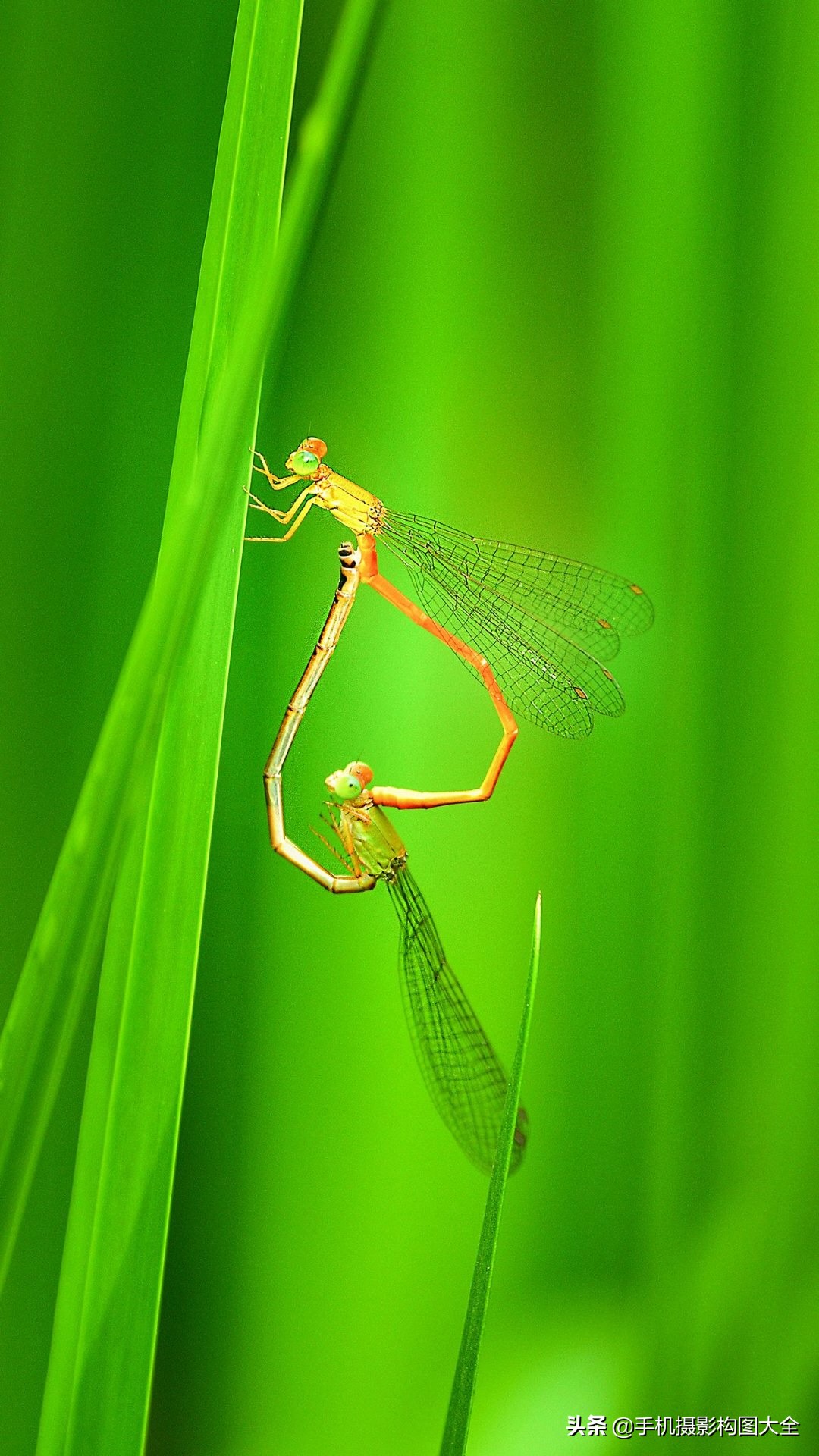 拍出好照片的5大摄影心法,摄影做减法技巧