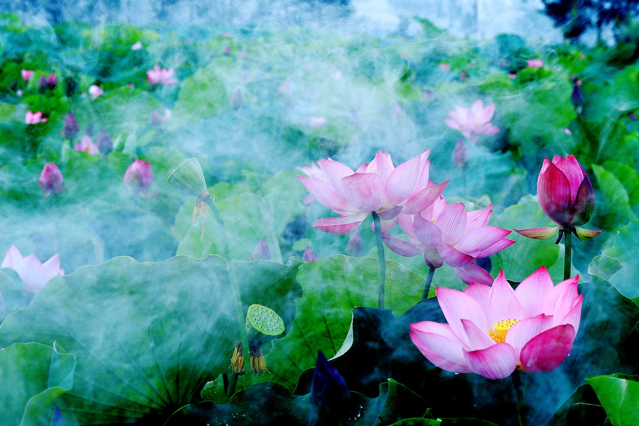 沛县荷花,沛县荷花湿地