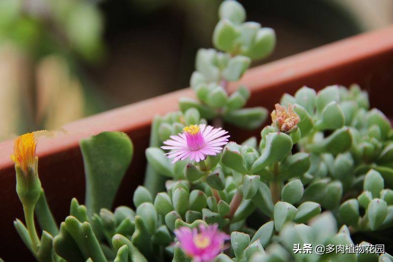 白菊怎么养才能开花呢,白菊黄菊的养护方法