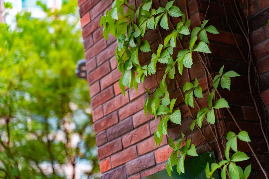 探校南京外国语学校,外国语小学排名及录取线