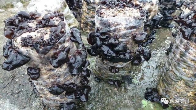 自驾环游世界第一人，一次连续跨越五大洲20万公里吉尼斯世界纪录