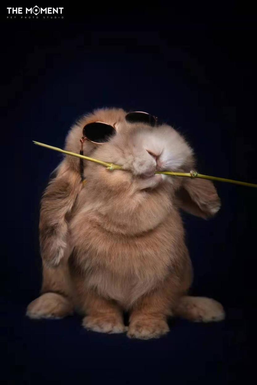 宠物摄影的生意经,宠物摄影店铺创业