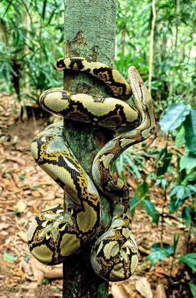 最大森蚺和最大的黄金蟒哪个大,绿森蚺和网纹蟒哪个厉害