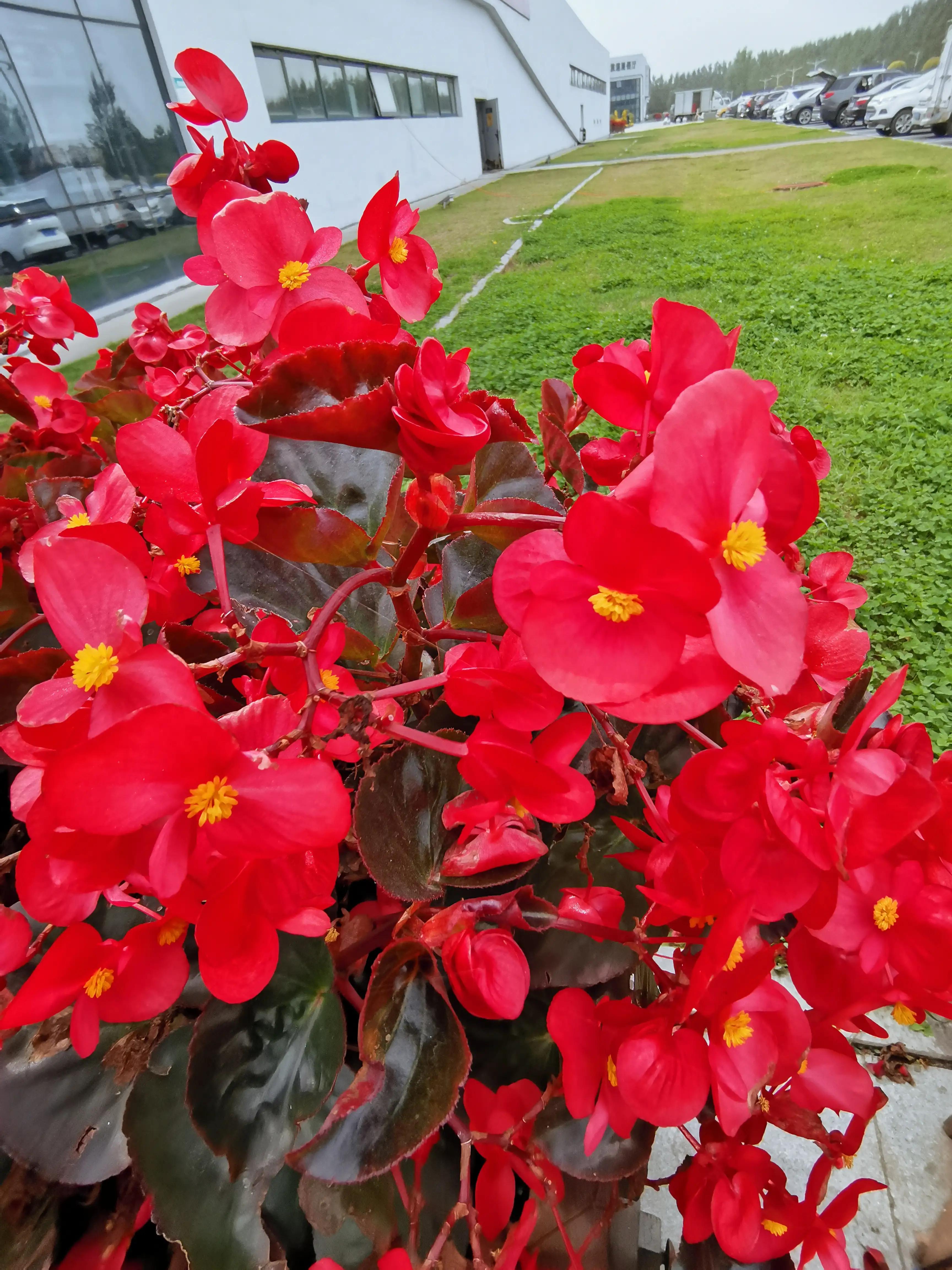 玫红四季海棠图片大全,玫红四季海棠的花语