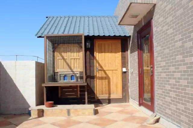 如何引进种鸽能在公棚进奖,公棚交鸽排行榜