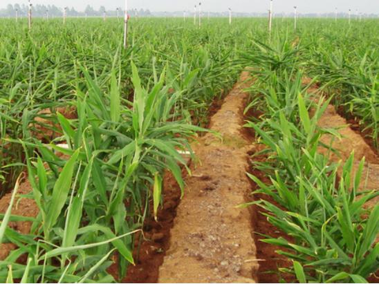 大葱生姜高产栽培技术,草莓套种生姜高产高效栽培