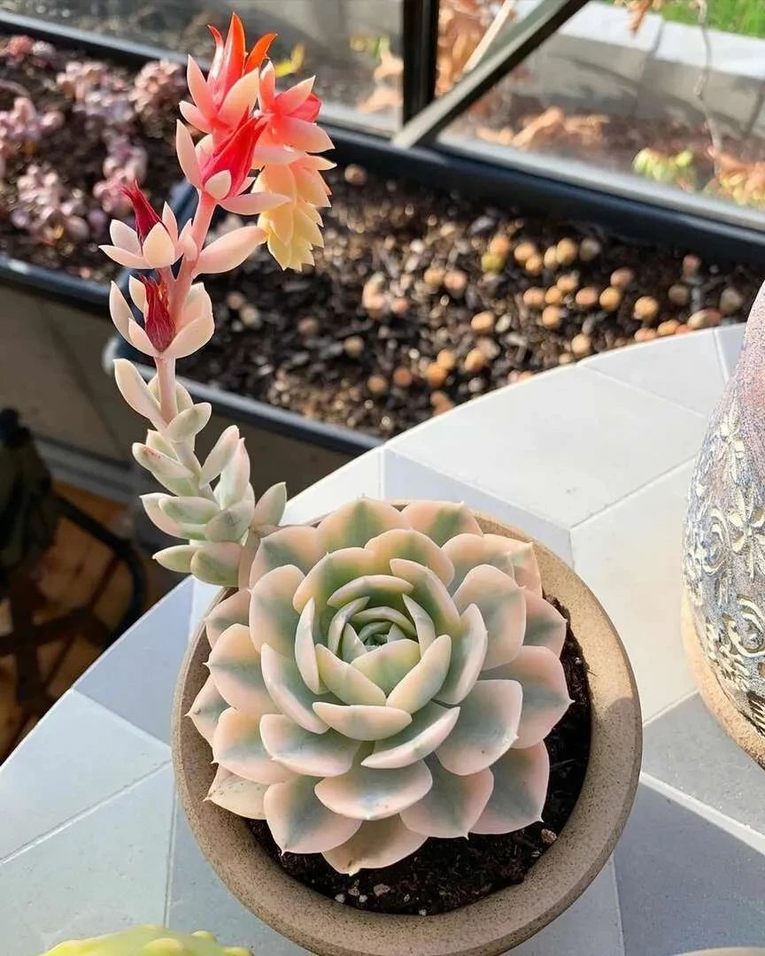 刚买的带盆多肉怎么处理,原盆原土的多肉回来怎么上盆