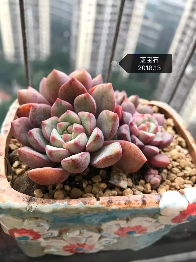 多肉名字怎么记,多肉的品种图片及名字寓意