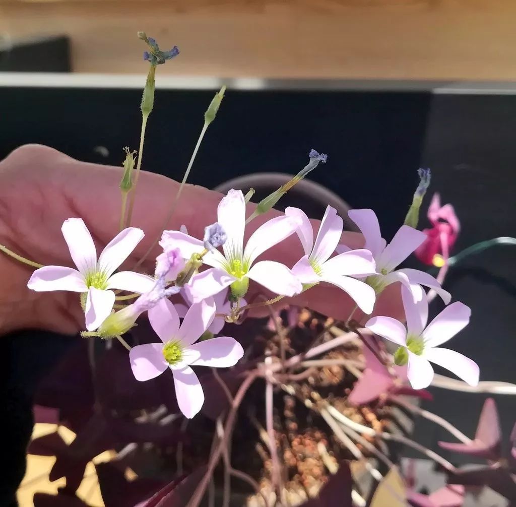 紫色幸运草的盆栽方法什么季节种,紫色幸运草块茎怎么种