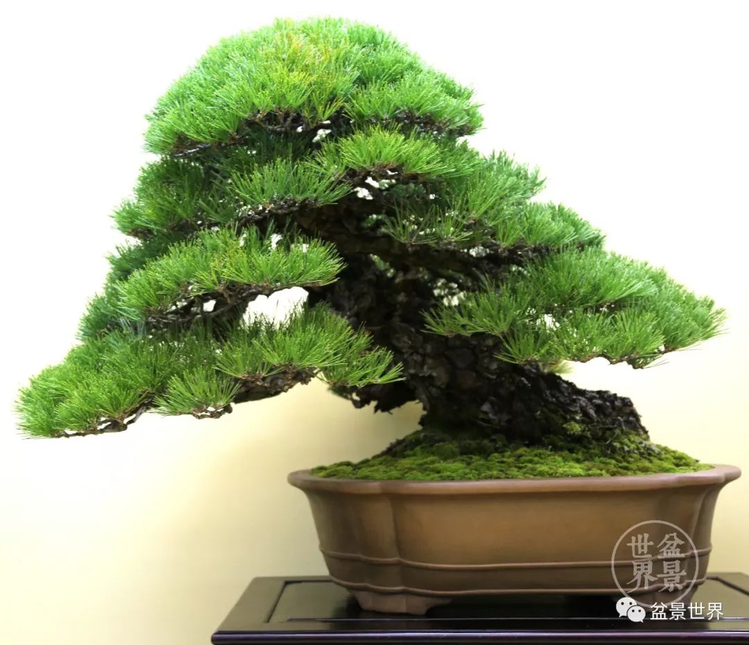 精品黑松盆景欣赏,富贵大气的盆景有哪些