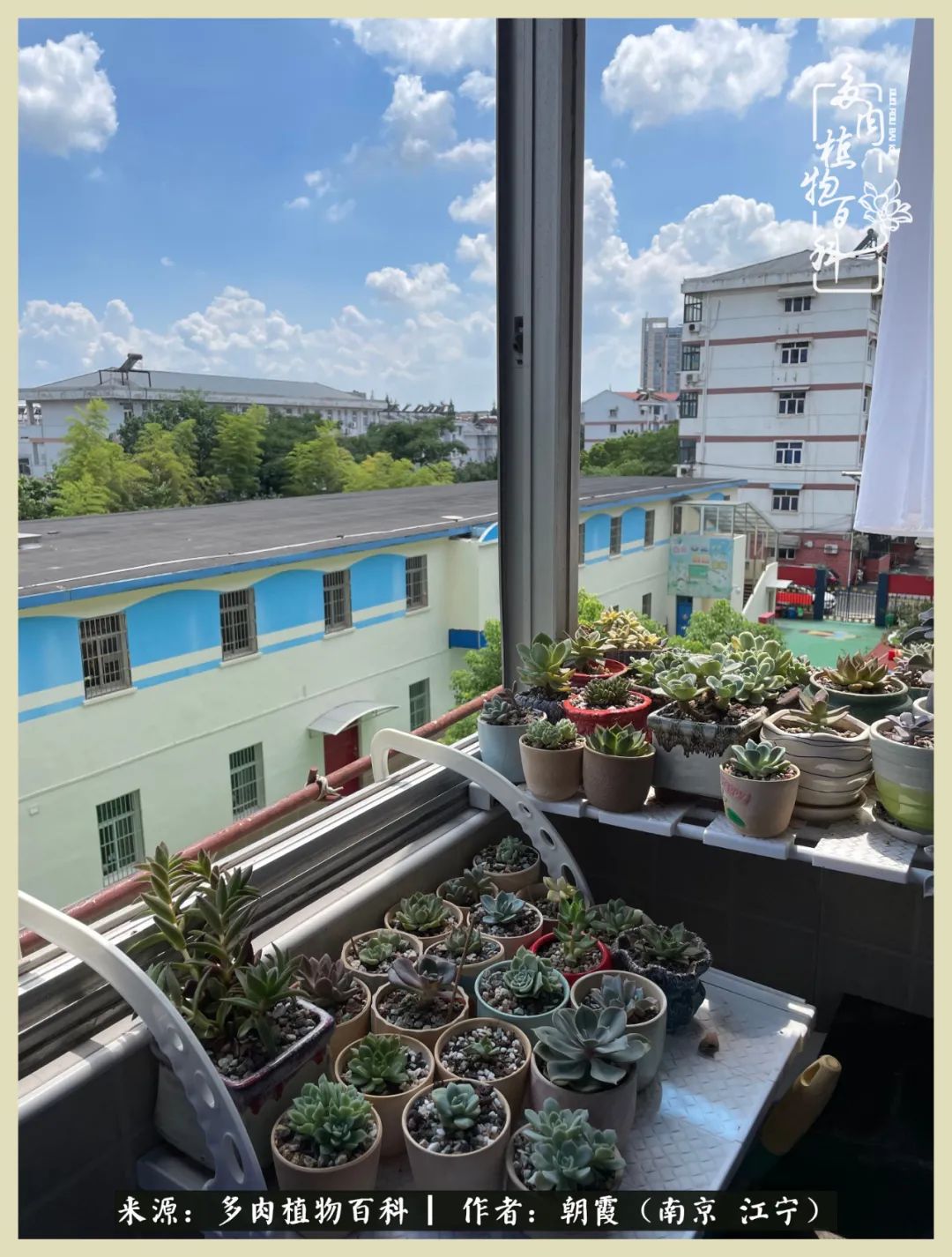 多肉最美的飘枝品种,多肉最美老桩