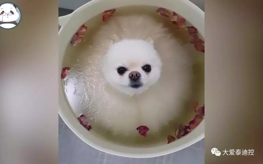 茶杯犬养什么品种比较好,茶杯犬好养吗茶杯犬的寿命多长