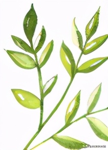 西班牙特级初榨橄榄油推荐,西班牙特级初榨橄榄油炒菜