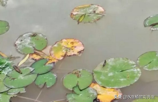 睡莲的养殖方法和注意事项有哪些,最难养的睡莲养殖方法和注意事项