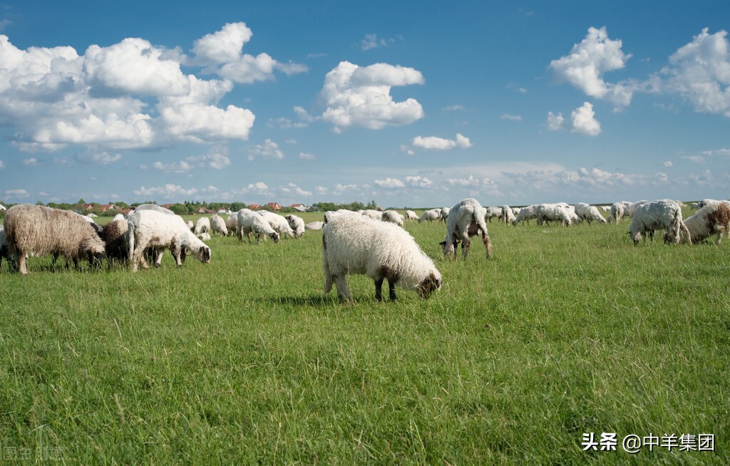 如何让羊多产公羊,羊胚胎移植费用多少
