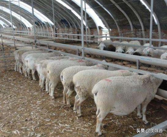 养羊的知识和方法技术,养羊人必须知道的养羊技术