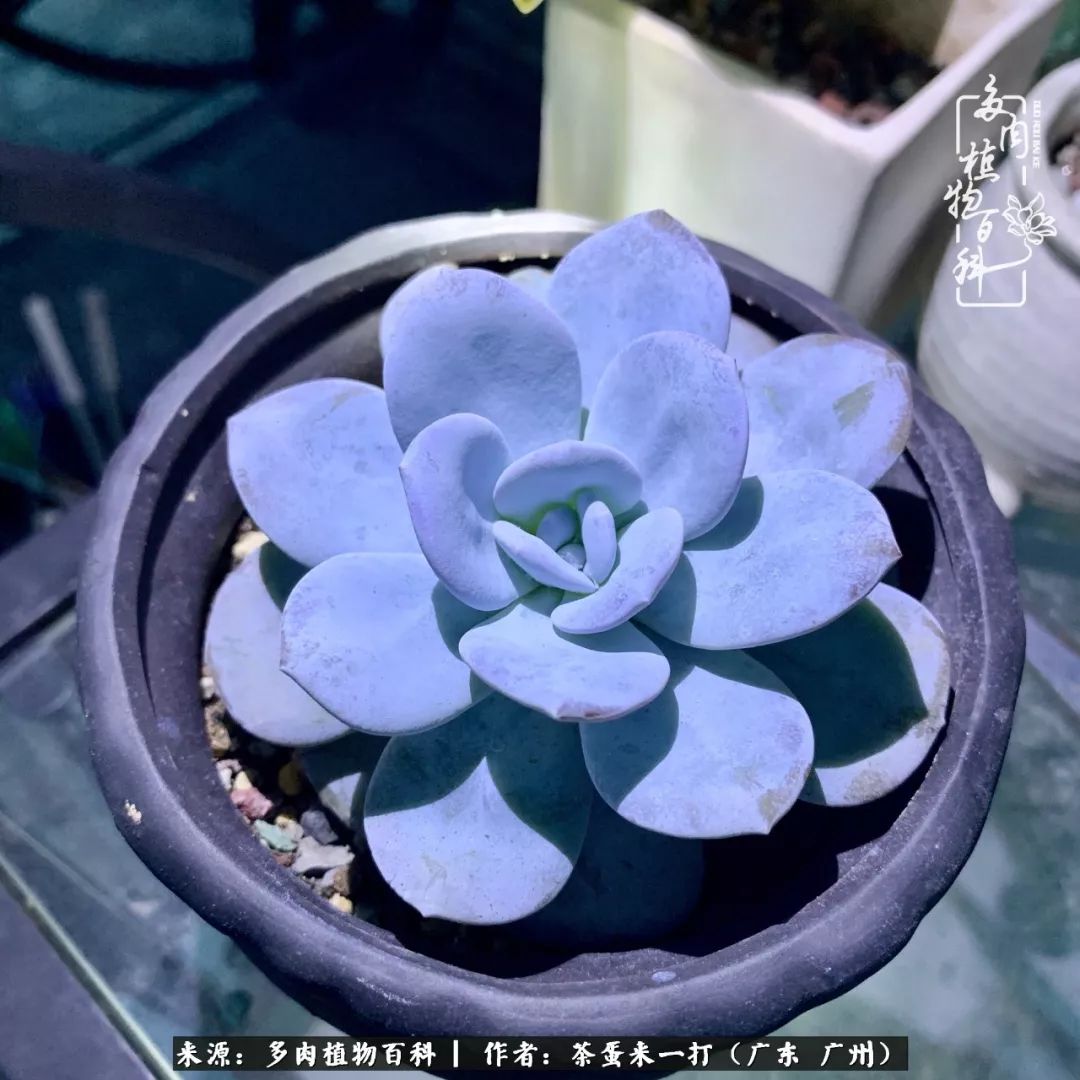 在冬日阳光下,记一个多肉小白的养肉历程