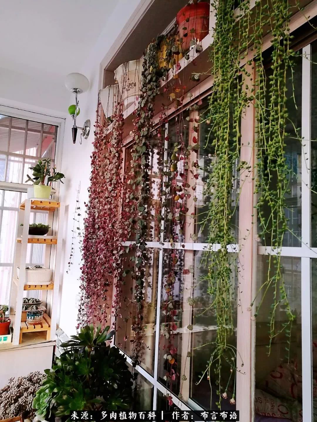 从多肉上感悟人生,多肉的真实生活感悟