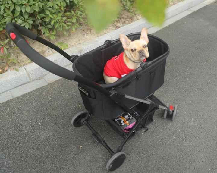 台风天遛狗太不友好了,台风天出门遛狗