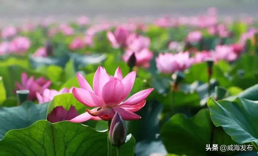 威海春天赏花攻略,威海游玩观光