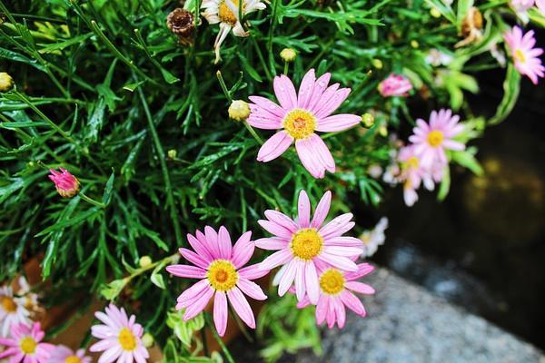 秘而不宣的情绪，在光影斑驳的浅秋里呈现出一地凉意