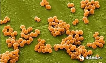 饲料霉菌超标对羊的危害,饲料霉菌毒素超标如何处罚