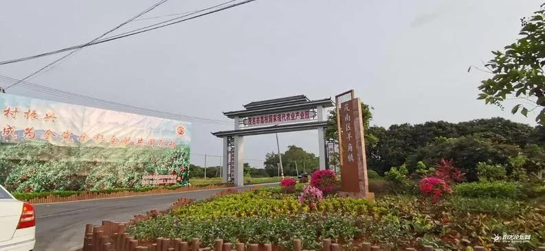 茂名荔枝的前世今生,果大肉脆汁多清甜,最好吃的还是桂味荔枝