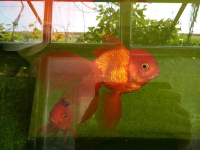 硝化细菌能在32度水温里存活吗,鱼缸水质怎么快速培养硝化细菌